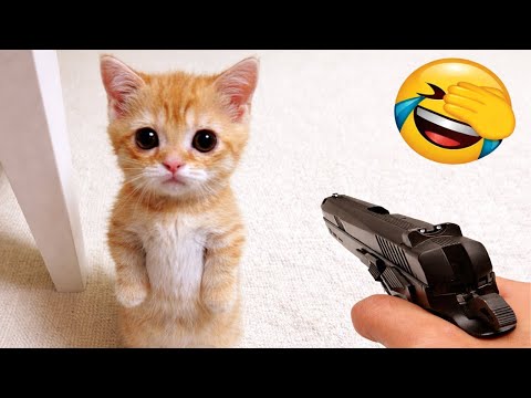 Funniest Cats & Dogs of 2025 πΌπΆ | Try Not To Laugh Challenge π