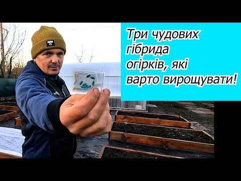 Які огірки ми будемо вирощувати в своїй теплиці наступного року.