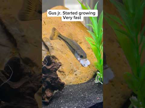 We raised a BABY BASS for 365 days!!!