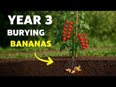 5 Clever Tomato Experiments…Here’s What Happened