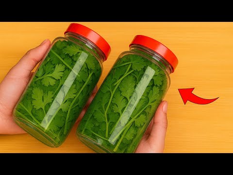 How to Store CILANTRO for 1 Year — Simple Trick to Keep It FRESH  Annie | Tips