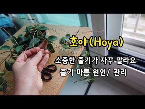 #호야 #Hoya 잘 뻗던 줄기가 갑짜기 말라가요. (원인/ 관리해 주기)