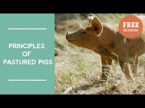 Principles of Pastured Pigs | Joel Salatin | FarmLikeALunatic.com Free Session!