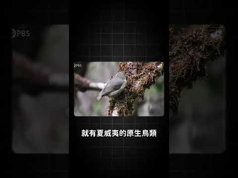 蚊子來去夏威夷？