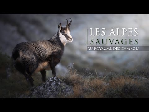 THE WILD ALPS in the kingdom of the Chamois