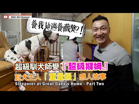 超級馴犬師變 「超級保姆」 巨犬主人 「重量級 」 感人故事 Sleepover at Great Dane's Home - Part Two