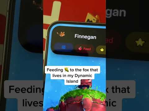 Feeding corn to the fox that lives in my dynamic island