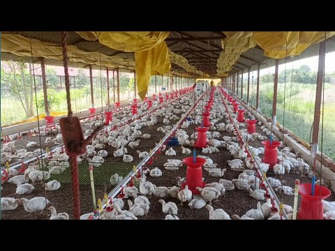 A to Z அனைத்து தகவலுடன் பிராய்லர் கோழி வளர்ப்பு || ஒரு batch க்கு 1லட்சம் வரை லாபம்