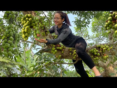 Harvest lots of figs to sell at the market & thatch the roof with palm leaves