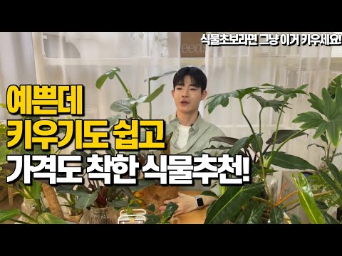 예쁘고 키우기도 쉽고 가격까지 착한 필로덴드론 식물 6종류 추천!