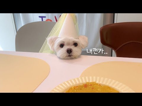 10살이 된 재롱이와 보낸 생일날 (feat.강아지 케이크)
