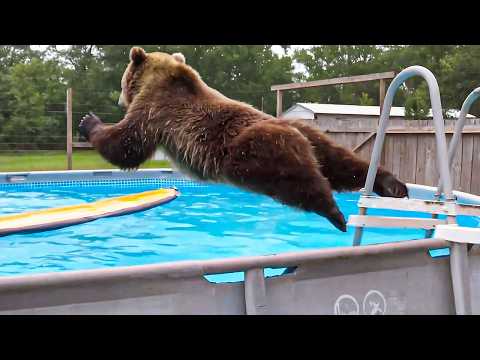 Animals vs Water 😂 Funny Animals [2025 Editions]