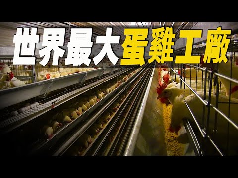 走進美國最大的蛋雞工廠，一隻母雞如何年產250隻蛋？可憐的公雞一出生就涼涼，探秘美食工廠背後的秘密  #大脑洞记事