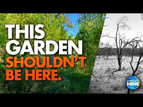 A Literal Oasis - Syntropic Agroforestry @ Lightning Ridge, NSW, Australia