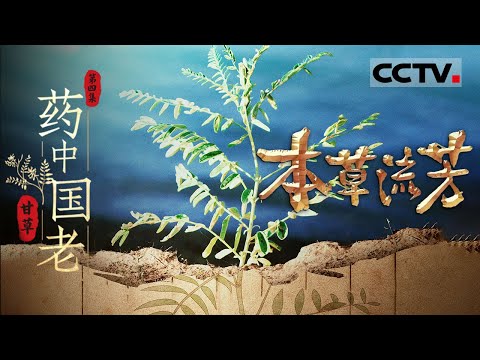 《本草流芳》04 药中国老:荒野中的“药中国老”与百毒解药【CCTV纪录】