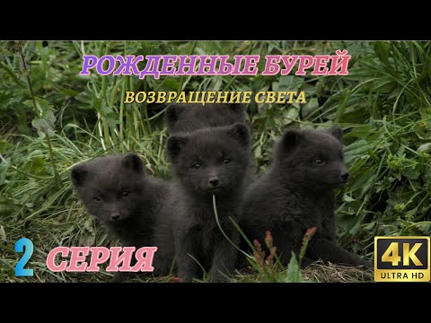 Мир Дикой Природы. Дикие животные севера. Документальный Фильм 4K. 2 серия из 3