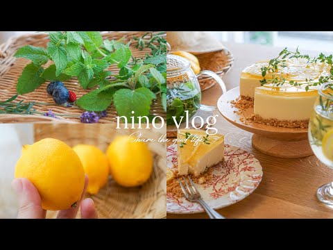 初夏の庭と、レモンの手作りレアチーズケーキ🍋フレッシュハーブ🌿で自分をほどくティータイム🫖