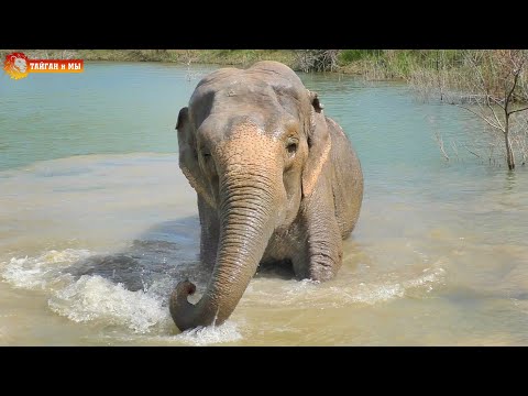 Слон Королевский и Фермерский, угадай кто? Тайган. Elephants life in Taigan.