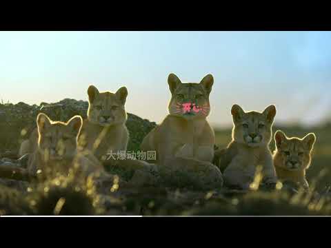 搞笑版动物世界大合集#抖音创作季 #万物可爱计划 #动物世界 #动物搞笑解说 #...