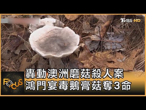 轟動澳洲磨菇殺人案 鴻門宴毒鵝膏菇奪3命｜方念華｜FOCUS全球新聞20250502 @tvbsfocus