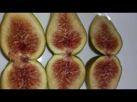 ИНЖИР. ФОРМИРОВКА КУСТОВ.Часть 1.