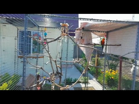 Обустройство уличного вольера попугая. Правильное расположение веток, замена игрушек, обзор вольера.