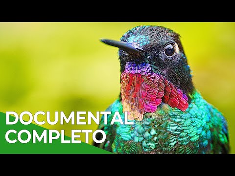 Milagros de la Naturaleza, Episodio Triple 10-13 | Free Documentary Nature - Español