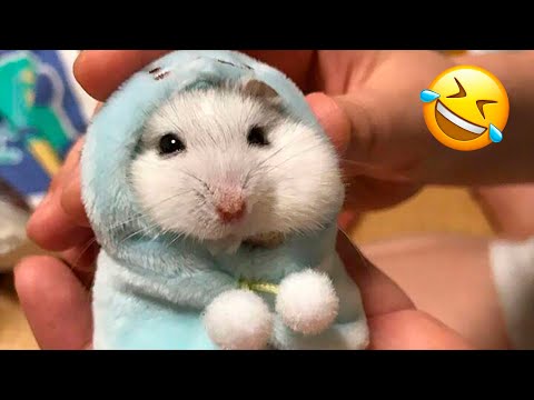 Funny Hamsters Videos | Cute and Funny Moments of the Animals