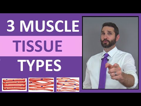 Three Types of Muscle Tissue (Skeletal, Smooth, Cardiac) Anatomy Compilation Review
