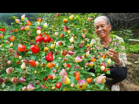 五彩椒還是七彩椒？櫻桃似的辣椒，不僅好看還好吃｜Cherry-like peppers, grandma used to make traditional Chinese food｜美食 ｜玉林阿婆
