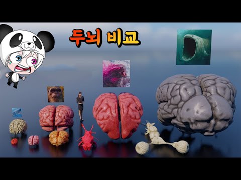 몬스터와 동물들의 뇌크기를  비교해보자!!!  사람보다 더 큰 두뇌를 가진 많은 동물들의 지능은? 애니메이션 상황극 [꿈토이 꿀잼 리액션]