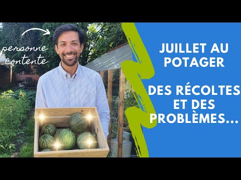 Juillet au potager : Des récoltes et des échecs