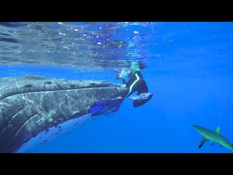 6 Times Sea Animals Saved Humans From Sharks