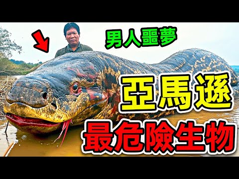 亞馬遜最危險的10種致命生物！食人魚竟然只排第6，第一名是所有男人的噩夢。|#世界之最top #世界之最 #出類拔萃 #腦洞大開 #top10 #亞馬遜 #最危險生物