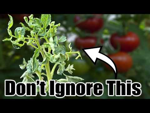 Curled Tomato Leaves? Don’t Panic—Do This!