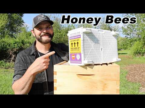 100% Homegrown Honey. How To Keep Honey Bees and Harvest Honey 1st year -Growing Your Own Farm Food.