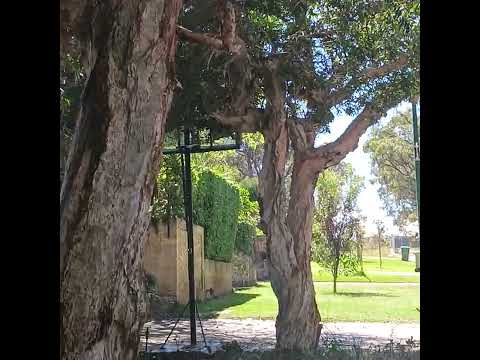 Cambridge Fogo with the Ex Joondalup 060