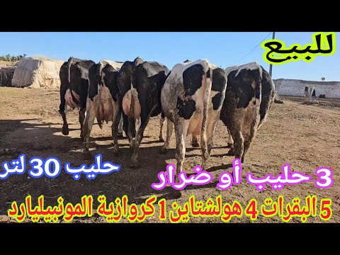تباااارك الله📢📢 5 البقرات 3حليب أو ضرار💥إتصل 06.61.91.82.32📞 ألو سي التهامي نواحي سطات🇲🇦 