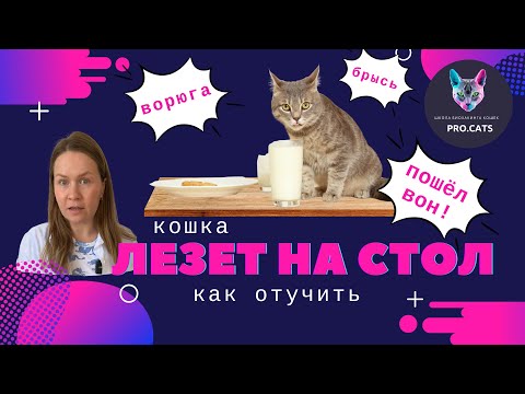 КАК ОТУЧИТЬ КОШКУ залезать на стол | Отучить кота сидеть на обеденном столе | Воспитание кошек