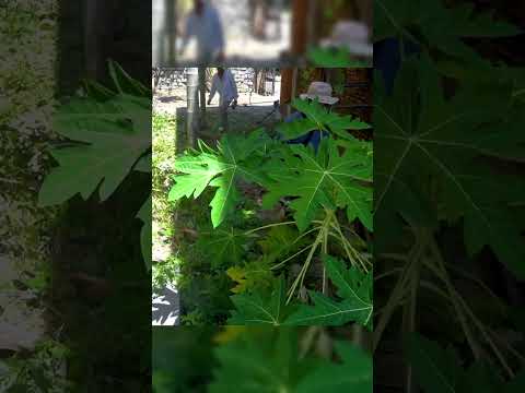 Satisfying Garden Clean-Up: From Overgrown to Organized