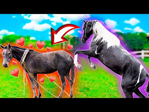 Vem MAIS Um POTRO Por AÍ 😍