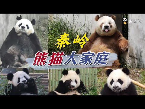 陕西秦岭大熊猫的故事:七仔二郎野外收编,第四代秦大朵已经出道,川籍美女熊小馨正正实力加盟