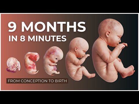 9 Months in 8 Minutes: Conception to Birth