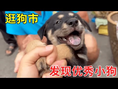 逛狗市发现一只优秀小狗，带回去后发现新成员激烈围观！【乡野志刚】#Farm #tour