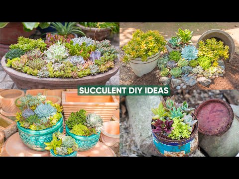 Ultimate Colorful Succulent Arrangement Tutorial! 🌈 How to Mix Varieties & Design