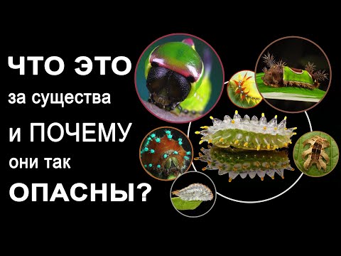 Самые необычные и самые ядовитые гусеницы Превращение гусеницы в бабочку