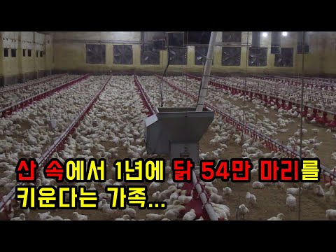 산골짜기로 들어가 1년에 닭 54만 마리를 키운다는 가족...ㄷㄷ진짜 수익이 어마어마...근데 안정적!