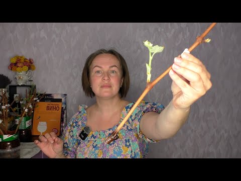 Проблемы при укоренении черенков винограда. Почка раскрылась, а корней нет