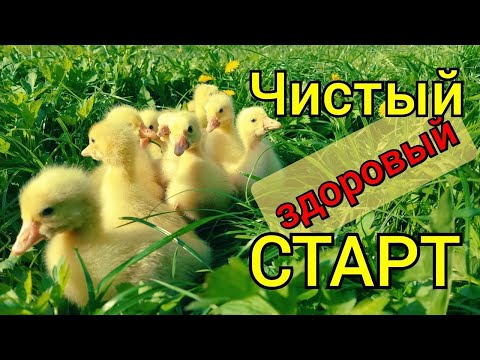 Дезинфекция инкубационных яиц. Чем мыть яйцо перед закладкой? Как помыть яйца?