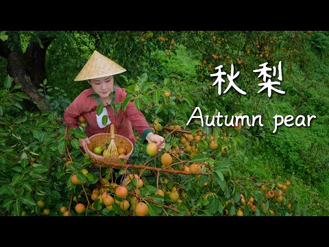 Plateau Autumn Pears — Nature’s Gift of Smoothness, Time’s Brew of Sweetness【滇西小哥】